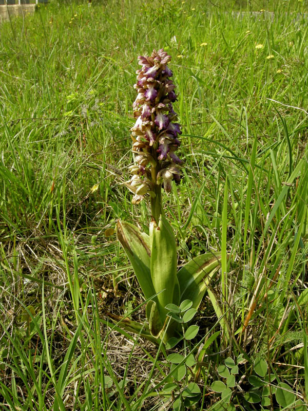 Orchidee del Chianti 2009